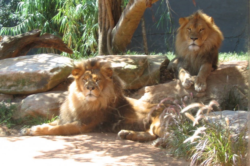 Taronga Zoo Sydney