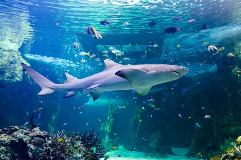 Sydney Aquarium